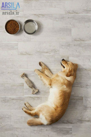 سرامیک کف برای حیوان خانگی